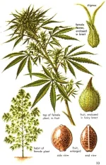 Cannabis Marijuana Female Plant.webp