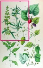 Cannabis-sativa-102.webp