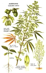 Hemp Male Cannabis Plant.webp