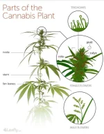 Ls6rSAiYRE6gmw1eLav2_cannabis-parts.webp
