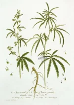 rnu214-172.webp