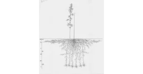 c sativa.webp