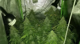 sensi auto.webp