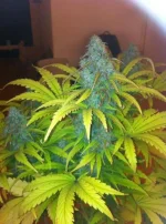 thumbnail (6).webp