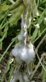 White-Mold-JC-2-316x564-1.webp White-Mold-JC-2-316x564-1.webp