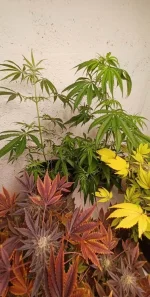 Screenshot_20220206-004717_Gallery.webp