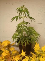 Screenshot_20220206-004643_Gallery.webp