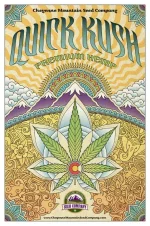 Quick-Kush.webp