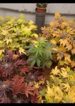 Screenshot_20220207-003758_Gallery.webp