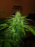 black jour 57 (3).webp
