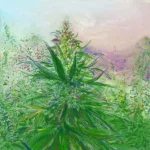 colourfol2toofar.webp