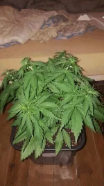 rps20160121_231658.webp