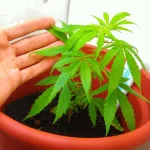 IMAG0339.webp