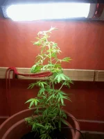 2016-01-25 20.47.48.webp