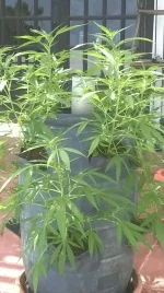 week one 2.webp