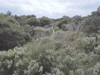 vegetation.webp