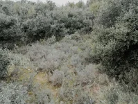 spotx.webp