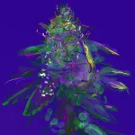 bud2.webp