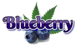 Blueberry1.webp