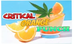Criticalorangepunch1.webp