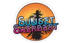 Sunsetsherbert1.webp