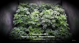 Sanlight.webp
