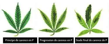 carence en phosphore - P.webp