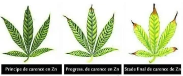 carence en zinc - Zn.webp
