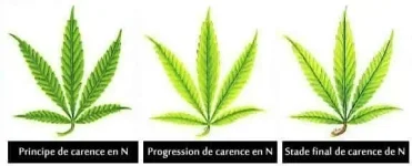 carence en azote - N.webp