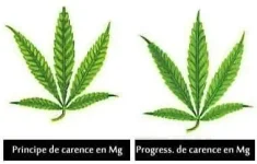 carence en magnésium - Mg.webp