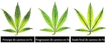 carence en Fer - Fe.webp