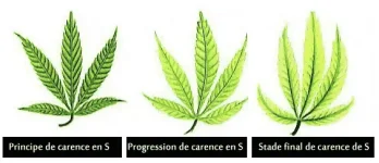 carence en soufre - S.webp