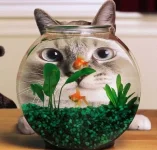 chat va bouffer les poissons.webp
