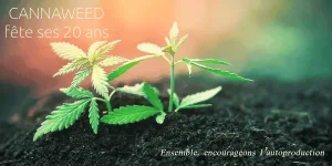 Cannaweed.webp