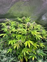 J65-6.webp