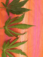 2016-03-16 00.53.23_cleaned.webp