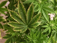 Shiva Skunk 1.webp Shiva Skunk 1.webp