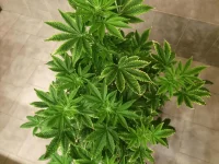 Shiva Skunk 2.webp Shiva Skunk 2.webp