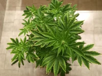 Shiva Skunk 3.webp Shiva Skunk 3.webp