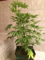 Shiva Skunk 4.webp Shiva Skunk 4.webp