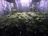 Shiva Skunk all.webp Shiva Skunk all.webp