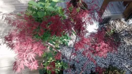 IMG_20160410_151542146.webp IMG_20160410_151542146.webp