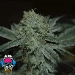 Dawg-Fighter-Choice-Dank-Genetics-Seeds.webp Dawg-Fighter-Choice-Dank-Genetics-Seeds.webp