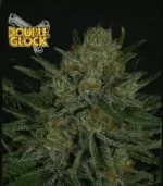 double-glock_2728_1_.webp double-glock_2728_1_.webp
