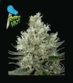 ripper-haze_2732_1_.webp ripper-haze_2732_1_.webp