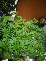 IMG_20220627_131727.webp