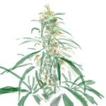 gttempl2.webp