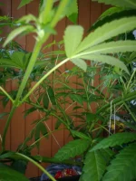 IMG_20220629_202129.webp