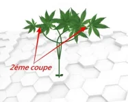 schéma pousse7.webp schéma pousse7.webp