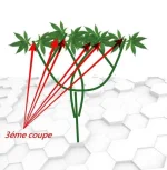 schéma pousse9.webp schéma pousse9.webp
